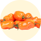 Konservēti paprika